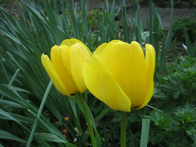 Appeldoorn_gelb_93531.jpg