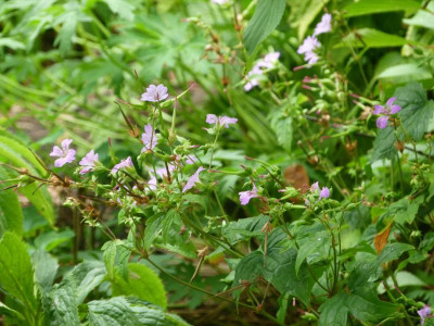 P1090226.JPG