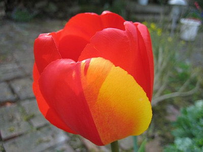 Appeldoorn_Mischling_93541.jpg