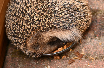Igel_im_Futternapf.jpg