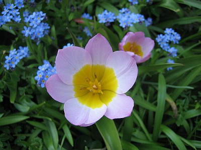 T._bakeri_Lilac_Wonder_93561.jpg