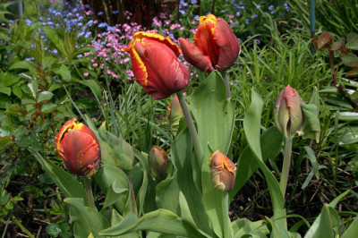 Tulpen3808.jpg