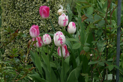 Tulpen4408.jpg