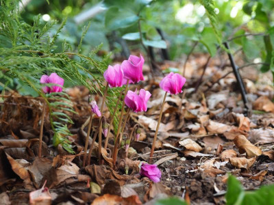 Cyclamen hederifolium Rosenteppich RB P7310013.JPG