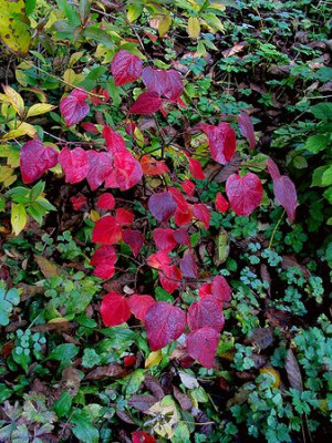 Herbst_6.jpg