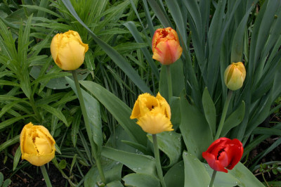 Tulpen3308.jpg
