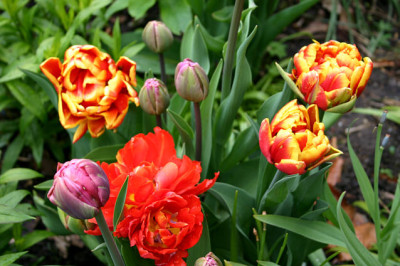 Tulpen4508.jpg