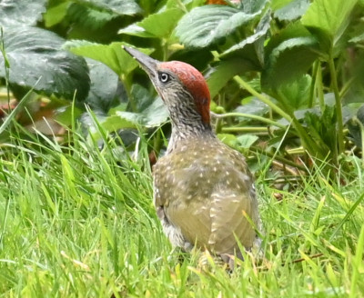 Grünspecht_220731_1.jpg