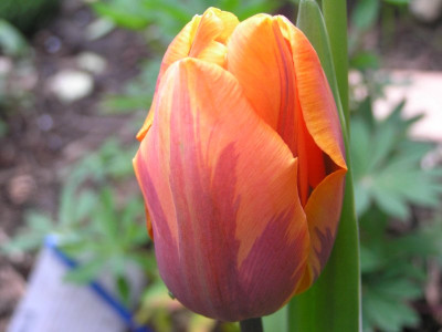 tulpeorange.jpg
