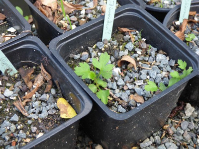 pulsatilla nigricans.jpg