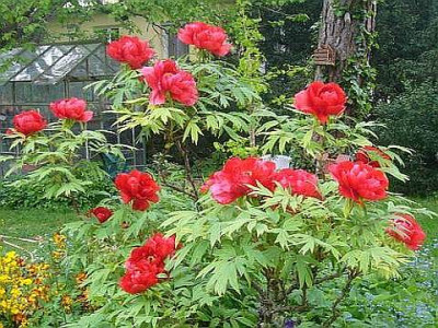P1040534_comp.JPG