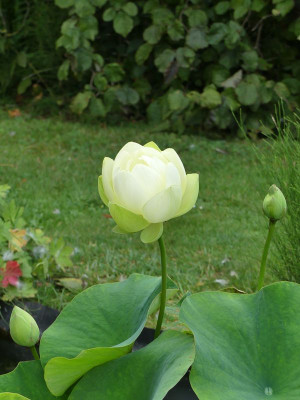 2022-08-01 Nelumbo 'Louise Slocum' 3.jpg