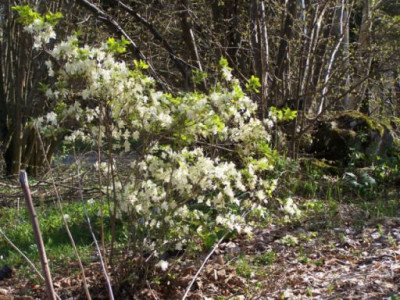 100_1138_Rhododendron_Palestrina___500.jpg