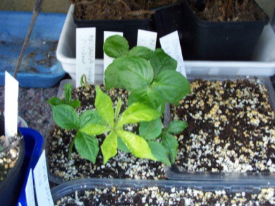 100_1139__ARISAEMA_Saat__640.jpg