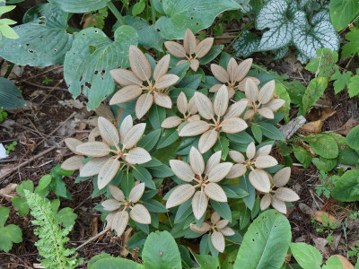2022-08-01 Rhododendron pachysandra 'Crosswater'.jpg