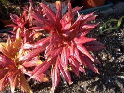 100_1131_PAEONIA_emodi__Blattwerk___500_.jpg