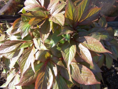 100_1132__PAEONIA_mairei_sp._1___500.jpg