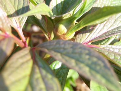 100_1136_Paeonia_mairei_sp._1_Knospe___800.jpg