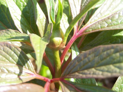 100_1137_P._mairei_sp._1_ex_China__Knospe__640.jpg