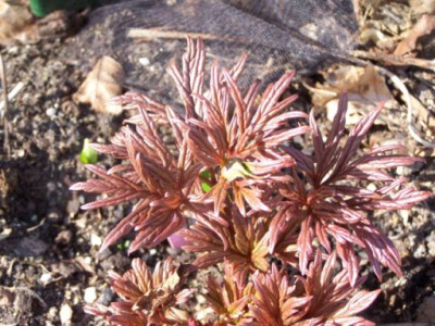 100_1134_PAEONIA_veitchii_Samling__1._Knospe2002__500.jpg