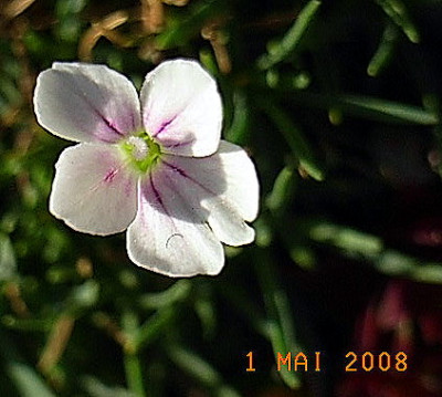 Dianthus_microplex-_alba.JPG