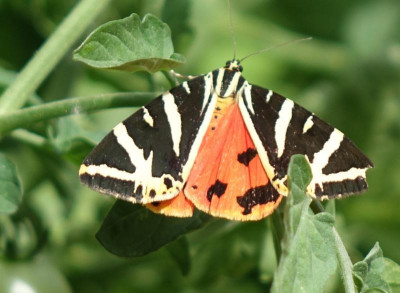 Schmetterling 2022-08-02.jpg