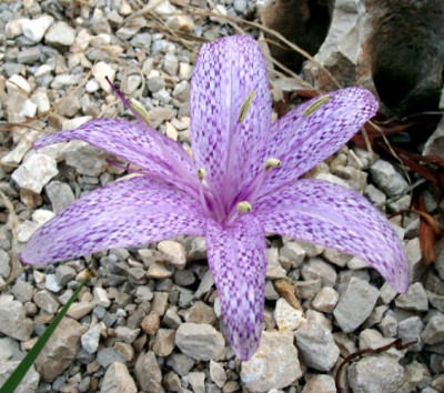 10230009_eColchicum_variegatum.JPG