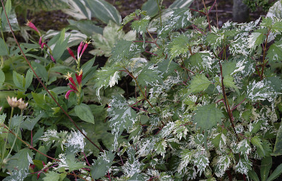 DSC_5961_DxO.jpg