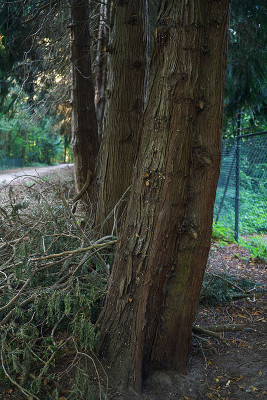 thujaplicata_WG_06_2022b.jpg