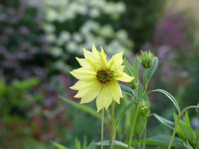 2022-08-02 Helianthus 1.jpg