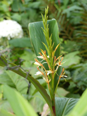 2022-08-01 Hedychium spicatum 1.jpg