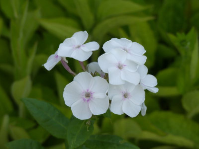 2022-08-01 Phlox 'Laubenpieper'.jpg