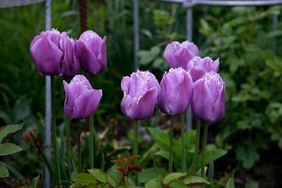 Tulpen0708a.jpg