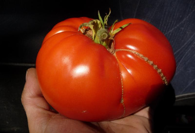 Tomate.jpg