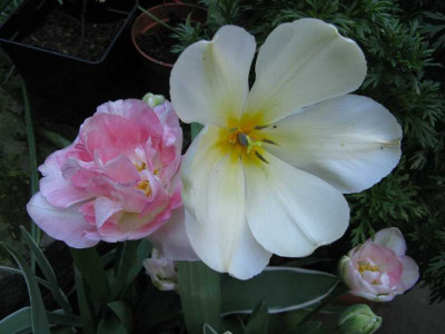 Tulpen02_dogwood.jpg