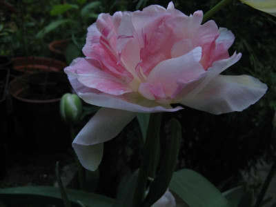 Tulpen_01_dogwood.jpg