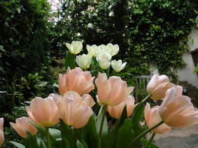 Flowers_dogwood.jpg