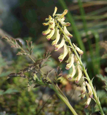 Corydalis_ophiocarpa.jpg