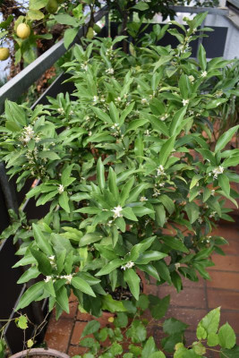 Citrusblüte Kumquat 001.JPG