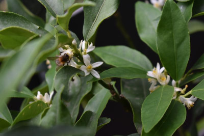 Citrusblüte Kumquat 003.JPG