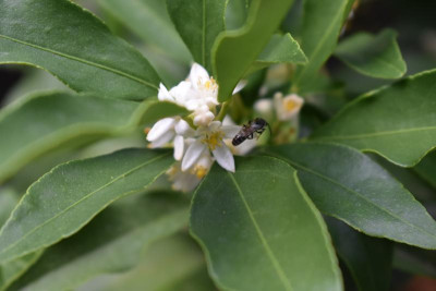 Citrusblüte Kumquat 005.JPG
