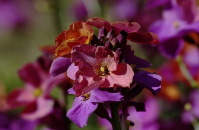Erysimum_Bokrijk_1_01-05-2008.jpg