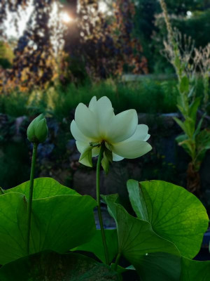 IMG_20220804_071412_Bokeh.jpg