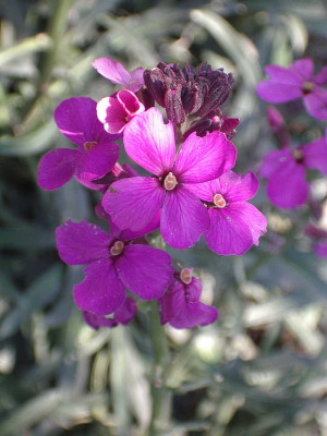 IMGP9033_mauve.jpg
