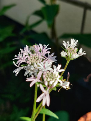 IMG_20220804_165936_Bokeh.jpg