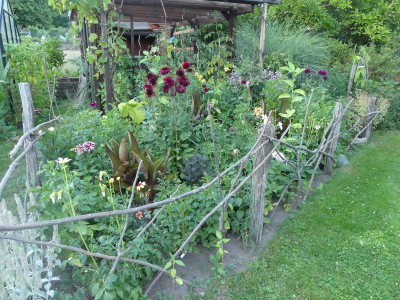 2022-08-04 Dahlien.jpg