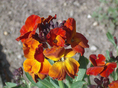 IMGP9016_gold.jpg