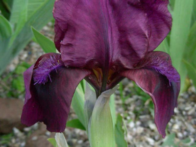 Maroon_Caper_Eckweg_DSCN2134.JPG