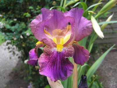 iris2007.jpg