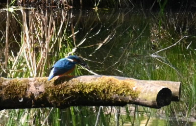 Eisvogel.jpg